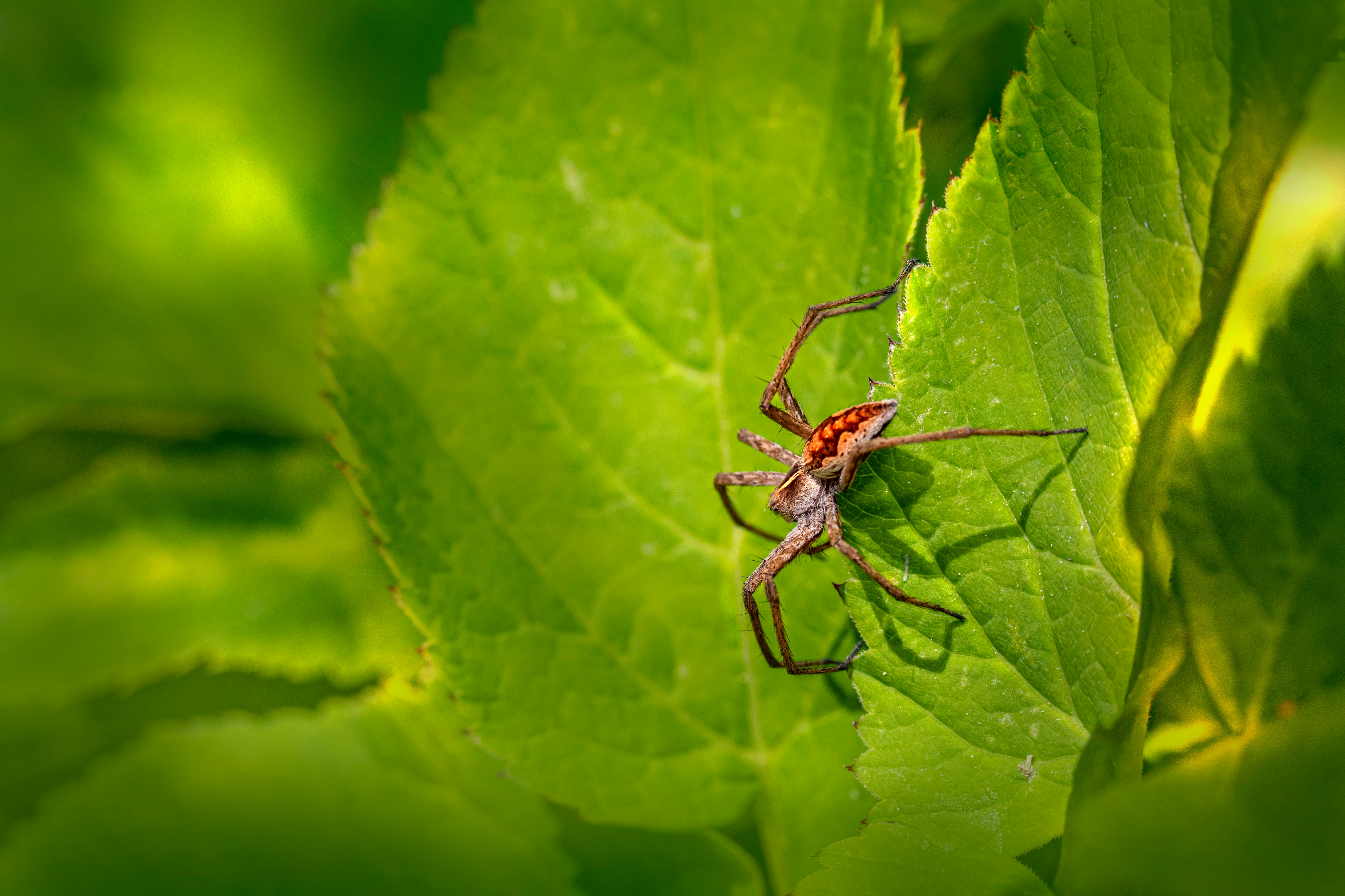 brown spider on green leaf